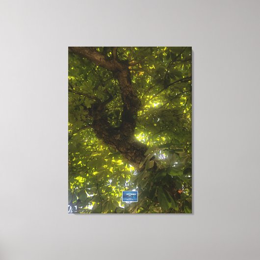 Canvas (Sun Green Tree 2) RFPMDesigns ©️2021/24 (Voorkant)