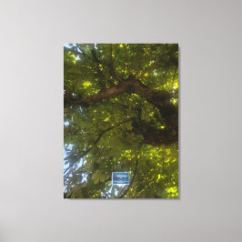 Canvas (Sun Green Tree 3) RFPMDesigns ©️2021/24 Afdruk