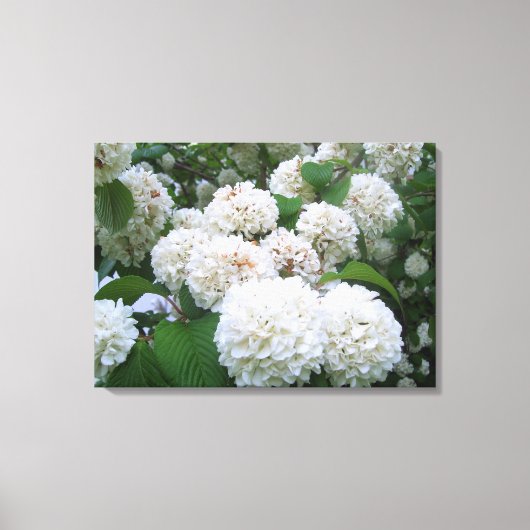 Canvas - Verpakt - White Hydrangeas all Afdruk (Voorkant)