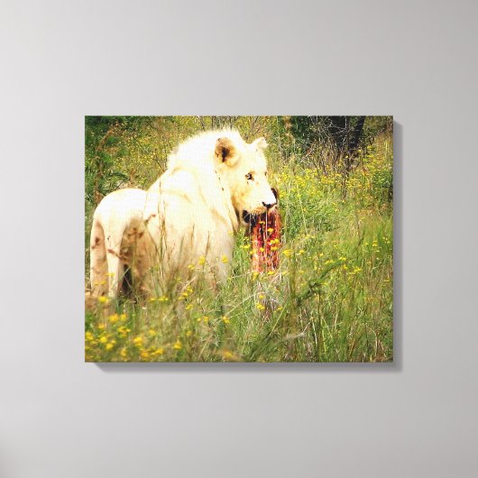 Canvas White Lion uit Afrika (Voorkant)