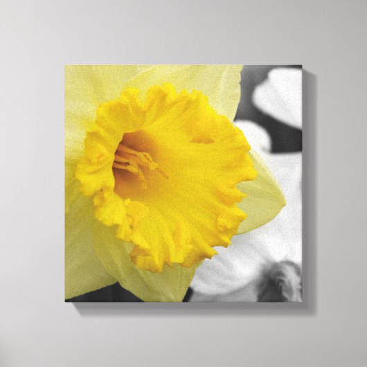 canvas with yellow narcissus afdruk (Voorkant)