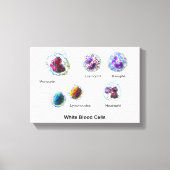 Canvas Witte bloedcellen leukocyten diagram (Voorkant)