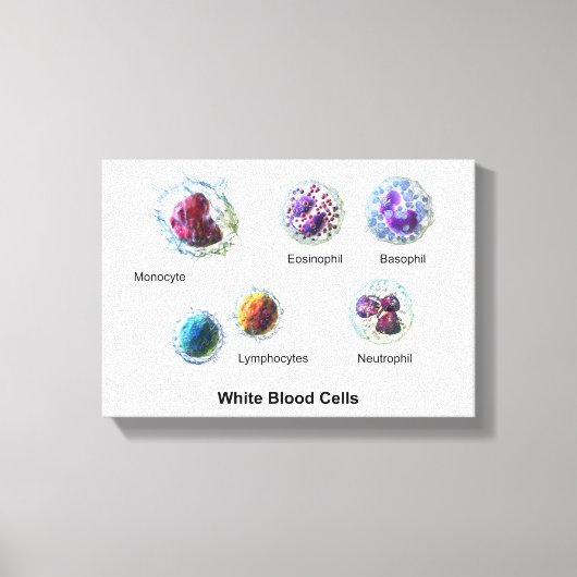 Canvas Witte bloedcellen leukocyten diagram (Voorkant)