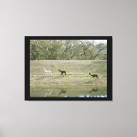 Canvasafdruk - Alpacas op de Hill