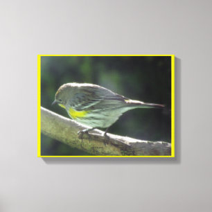Canvasafdruk - Gele geborste vogel op filiaal Canvas Afdruk
