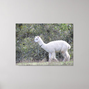 Canvasafdruk - White Alpaca Canvas Afdruk