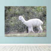 Canvasafdruk - White Alpaca Canvas Afdruk (Insitu (Houten vloer))