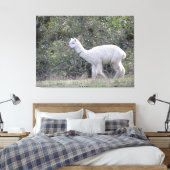 Canvasafdruk - White Alpaca Canvas Afdruk (Insitu (Slaapkamer))