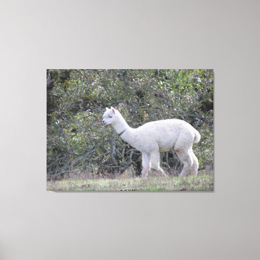 Canvasafdruk - White Alpaca Canvas Afdruk (Voorkant)