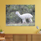 Canvasafdruk - White Alpaca Canvas Afdruk (Insitu (Woonkamer))