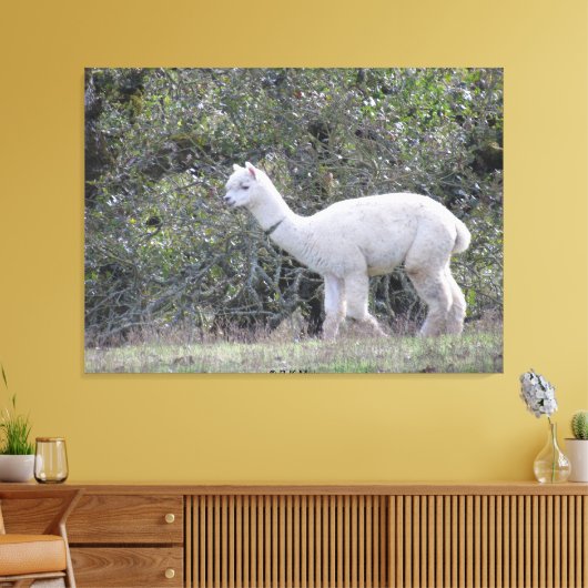Canvasafdruk - White Alpaca Canvas Afdruk (Insitu (Woonkamer))
