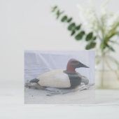 Canvasback Duck Decoy-Briefkaart Briefkaart (Staand voorkant)
