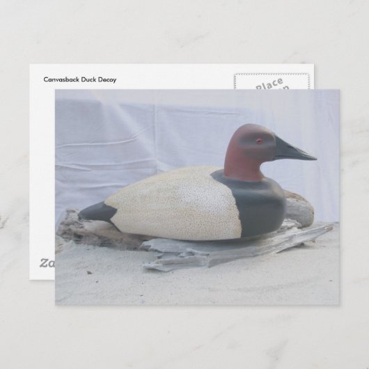 Canvasback Duck Decoy-Briefkaart Briefkaart (Voorkant / Achterkant)