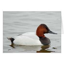 Canvasback Duck Drake
