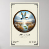 Canvasback Zoologie Serie Poster (Voorkant)