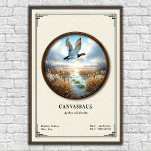 Canvasback Zoologie Serie Poster