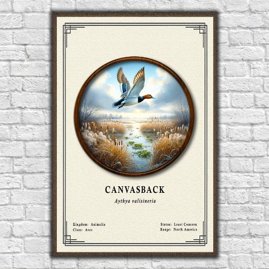 Canvasback Zoologie Serie Poster