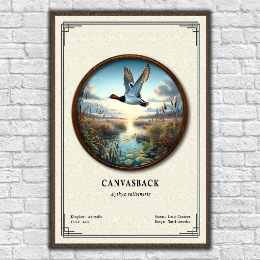 Canvasback Zoologie Serie Poster