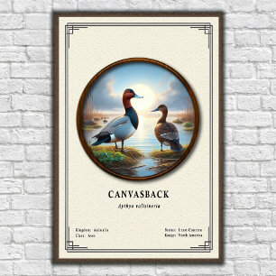 Canvasback Zoologie Serie Poster