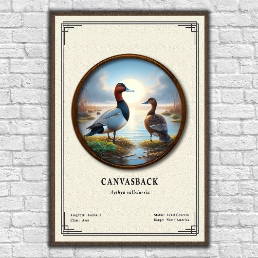 Canvasback Zoologie Serie Poster