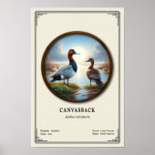 Canvasback Zoologie Serie Poster (Voorkant)