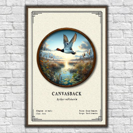 Canvasback Zoology Series Poster
