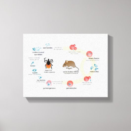 Canvasdiagram Babesia microti levenscyclus Canvas Afdruk (Voorkant)
