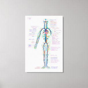 Canvasdiagram menselijk circulatiesysteem arteriën canvas afdruk
