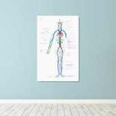 Canvasdiagram menselijke bloedsomloopslagaders canvas afdruk (Insitu (Houten vloer))