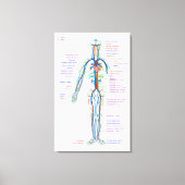 Canvasdiagram menselijke bloedsomloopslagaders canvas afdruk (Voorkant)