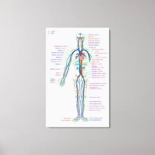 Canvasdiagram menselijke bloedsomloopslagaders canvas afdruk (Voorkant)
