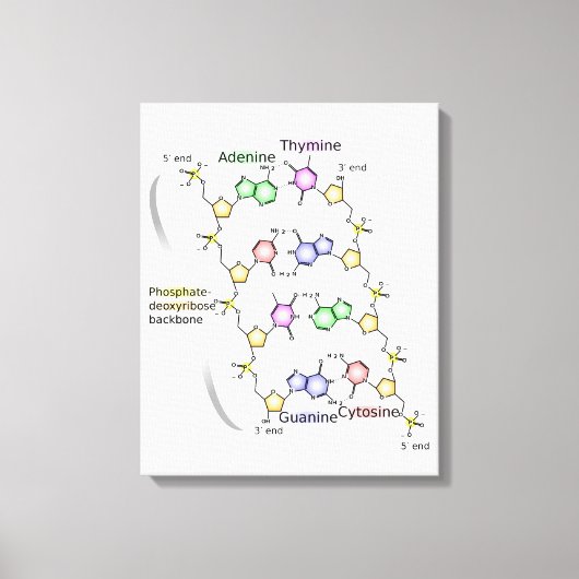 Canvasdiagram van de chemische structuur van DNA Canvas Afdruk (Voorkant)