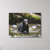 Canvasmuur Art-Yellowstone Zwart Beren welpje Canvas Afdruk (Voorkant)