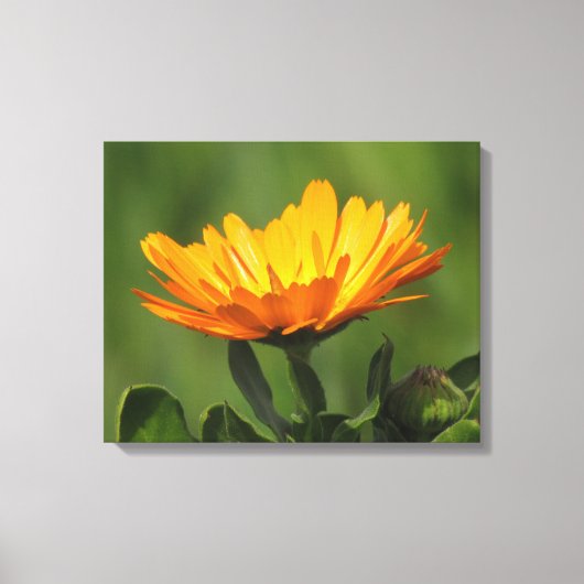 Canvasprint - Calendula bloem Canvas Afdruk (Voorkant)
