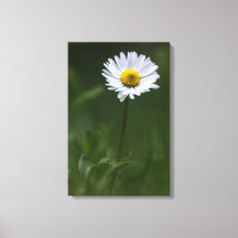 Canvasprint - De Eenzame Madelief