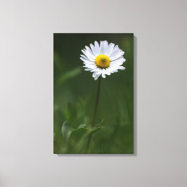 Canvasprint - De Eenzame Madelief Canvas Afdruk