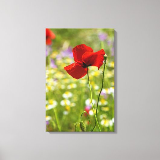 Canvasprint - De Rode Klaproos Canvas Afdruk (Voorkant)