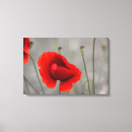 Canvasprint De Rode Klaproos Canvas Afdruk