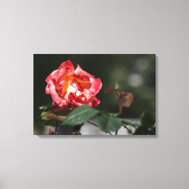 Canvasprint De Verwelkende Roos Canvas Afdruk