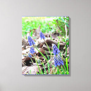 Canvasprint - Druifhyacint Canvas Afdruk