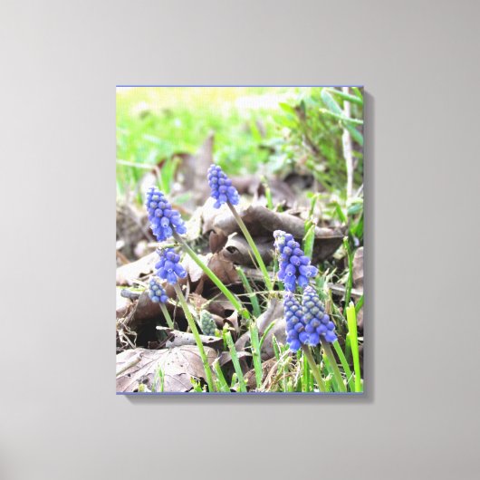 Canvasprint - Druifhyacint Canvas Afdruk (Voorkant)
