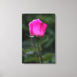 Canvasprint Elegante Roze Roosknop Canvas Afdruk