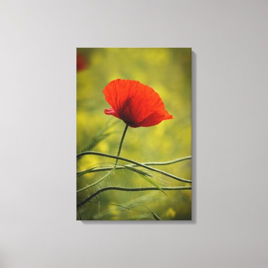 Canvasprint - Enkele bloeiende klaproos Canvas Afdruk (Voorkant)