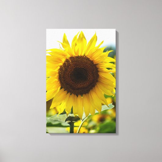 Canvasprint - Geïsoleerde zonnebloem Canvas Afdruk (Voorkant)