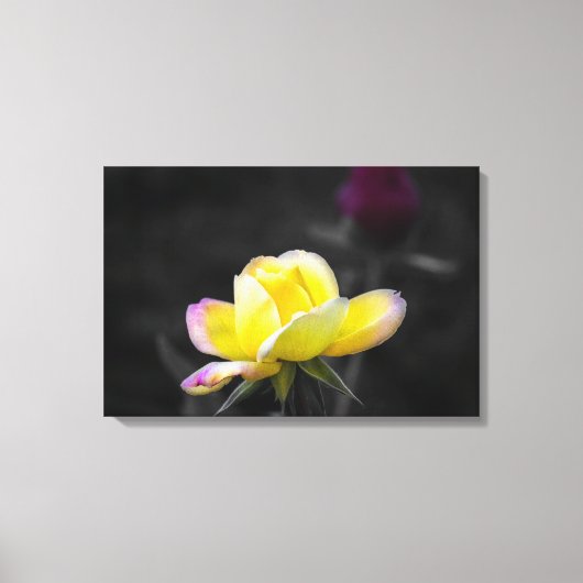 Canvasprint gele roos fotografie canvas afdruk (Voorkant)