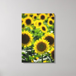Canvasprint - Het Zonnebloemveld Canvas Afdruk