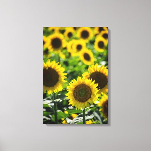 Canvasprint - Het Zonnebloemveld Canvas Afdruk (Voorkant)