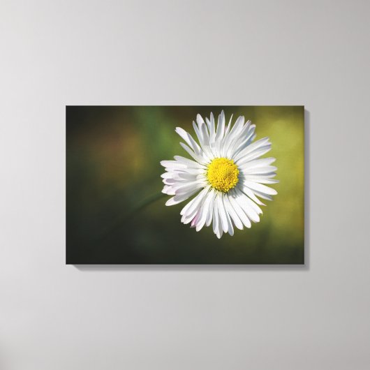 Canvasprint - Madeliefje Canvas Afdruk (Voorkant)