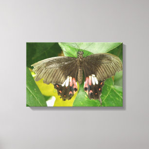 Canvasprint met vlinder Scarlet Swallowtail Canvas Afdruk