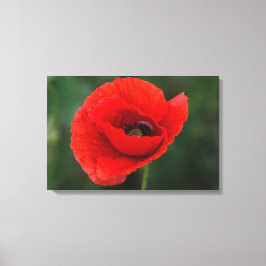 Canvasprint - Papaver Elegantie Canvas Afdruk